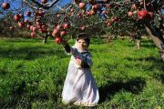برداشت سیب لبنان و پاییزی در اهر
