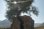 درخت ۴۰۰ساله شامان پیری روستای سیرکش خاروانا ورزقان