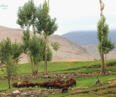   روستای گردشگری عنصرود اسکو، میزبان عطر خوش طبیعت