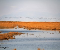  تالاب قره قشلاق بناب